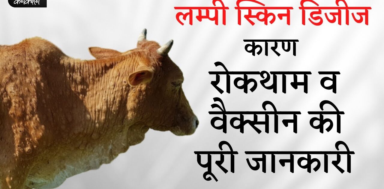 लम्पी स्किन डिजीज के लक्षण, रोकथाम, बचाव एवं उपचार के लिए एडवाईज़री जारी