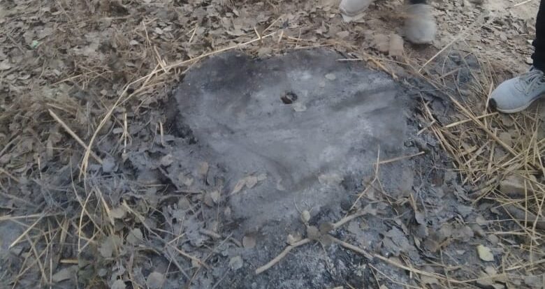 सुल्तानपुर वन प्रभाग रेंजर और वन दरोगा की मिलीभगत से कट रहे सरकारी शीशम के पेड़