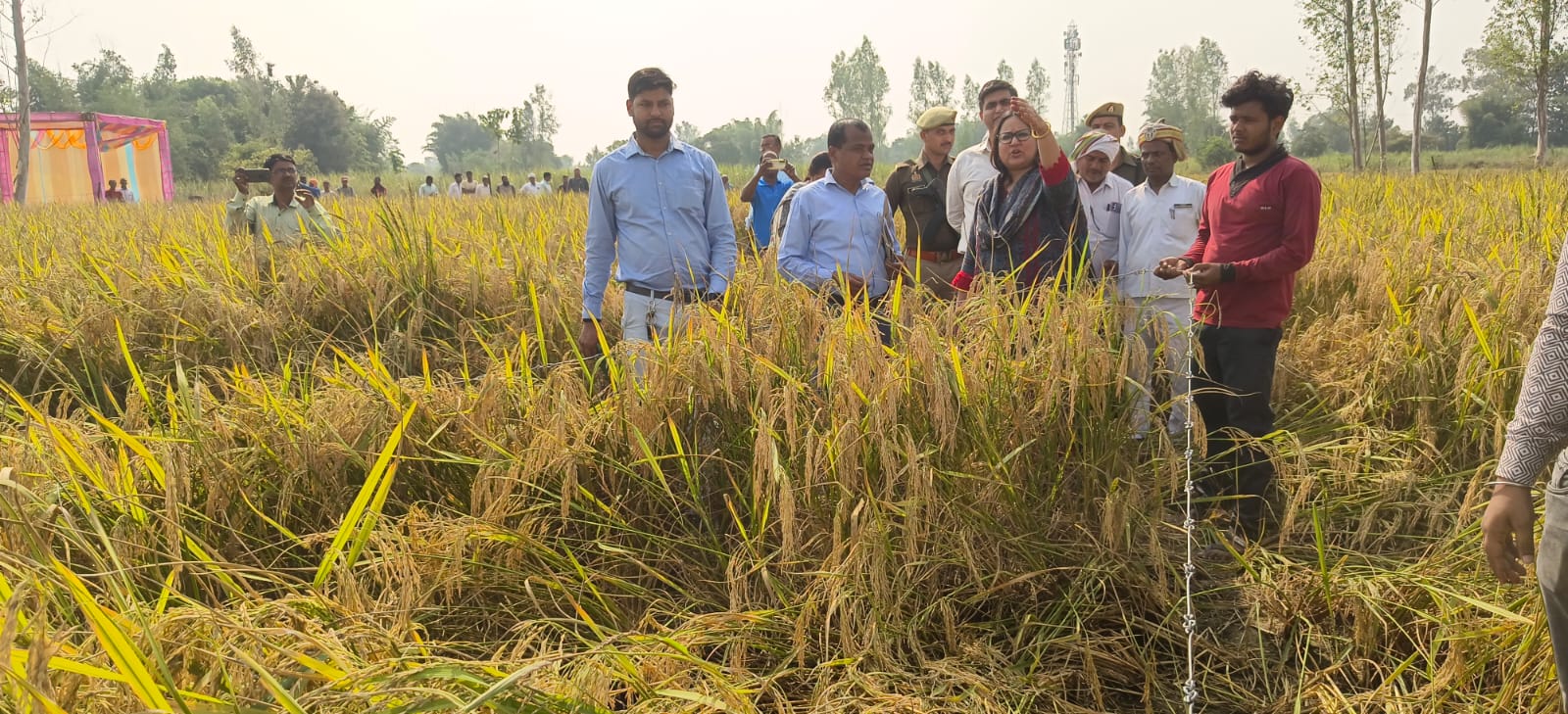 धान उत्पादन के मूल्यांकन को लेकर डीएम की उपस्थिति में हुई क्राप कटिंग