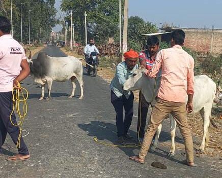 डीएम नेहा शर्मा की सख्ती से गोवंश संरक्षण अभियान में आई तेजी