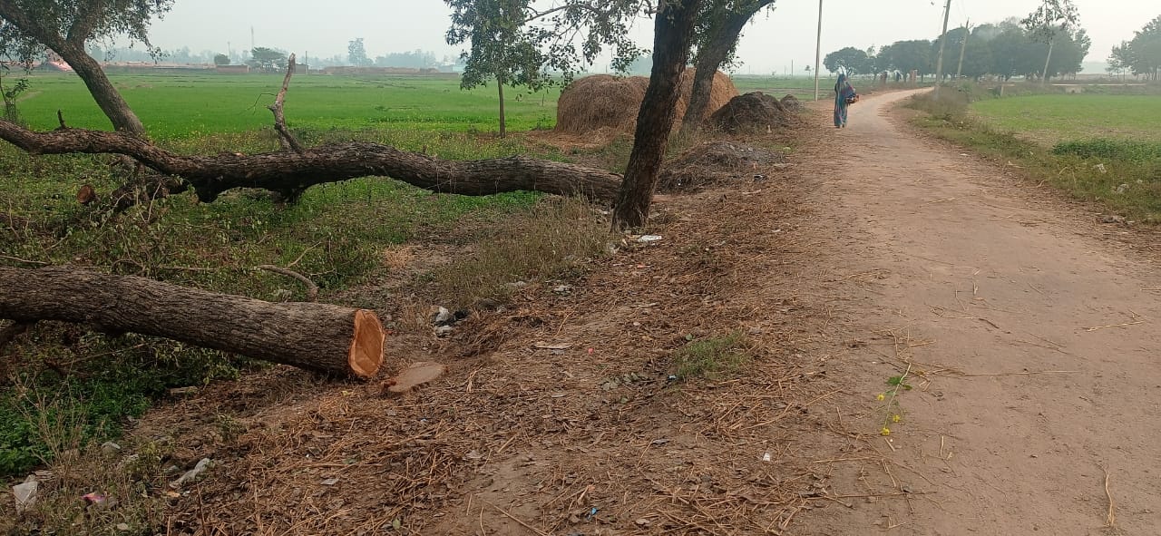 सड़क किनारे शीशम के पेड़ों की अवैध कटान पर प्रशासन की कार्रवाई, जांच के आदेश
