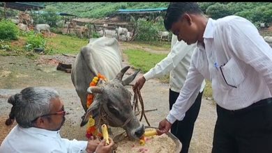 Photo of जन्माष्टमी पर कान्हा गौशाला में किया गौ पूजन, गोवंशों को खिलाए केले; घायल गाय की सूचना मिलते ही दिन-रात दौड़ पड़ते हैं सोनू,